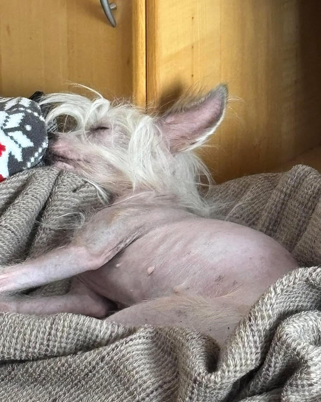 Cayley, an adoptable Chinese Crested Dog in Lethbridge, AB, T1K 7V5 | Photo Image 2