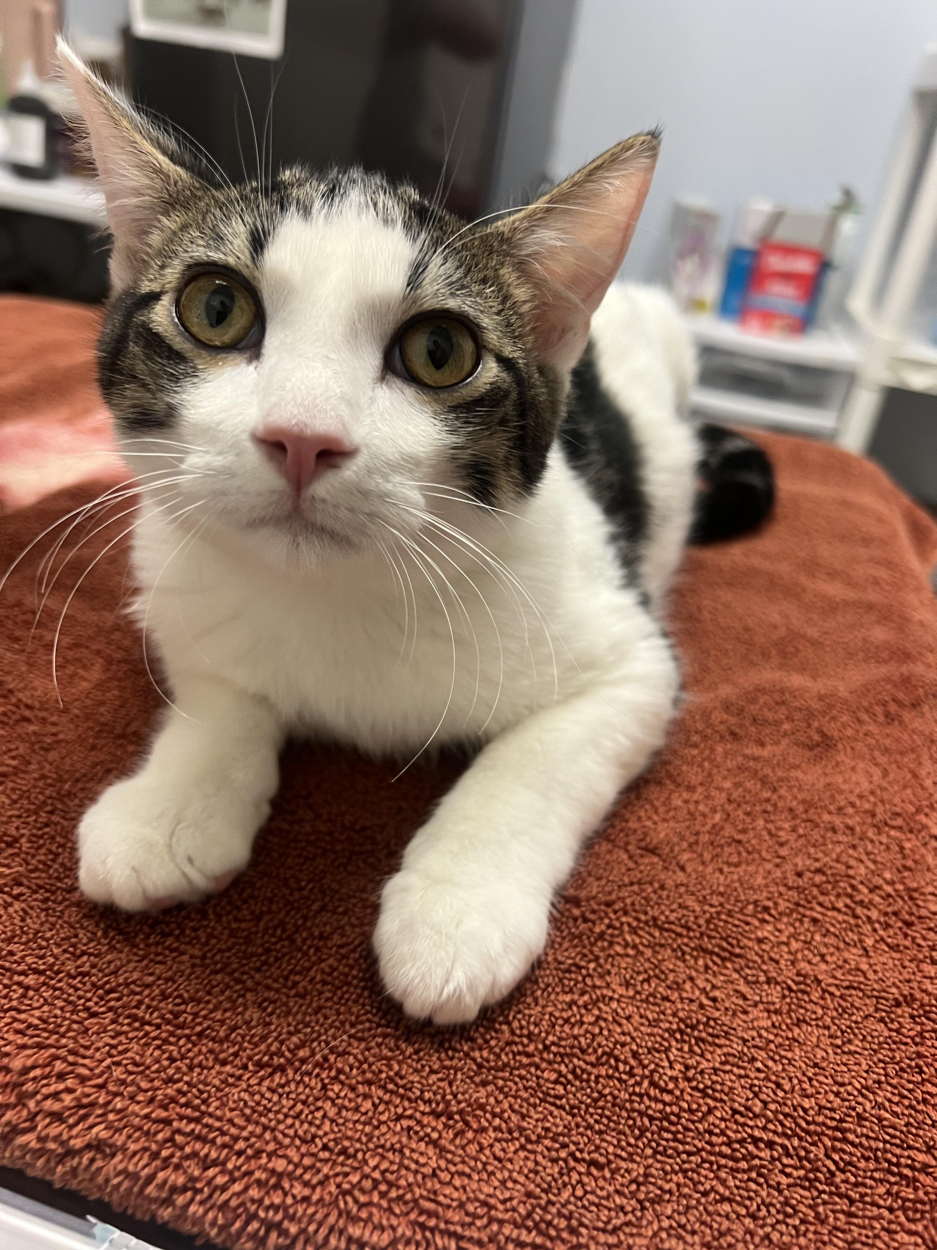 Dwight, Adopted, Young Male Domestic Short Hair.