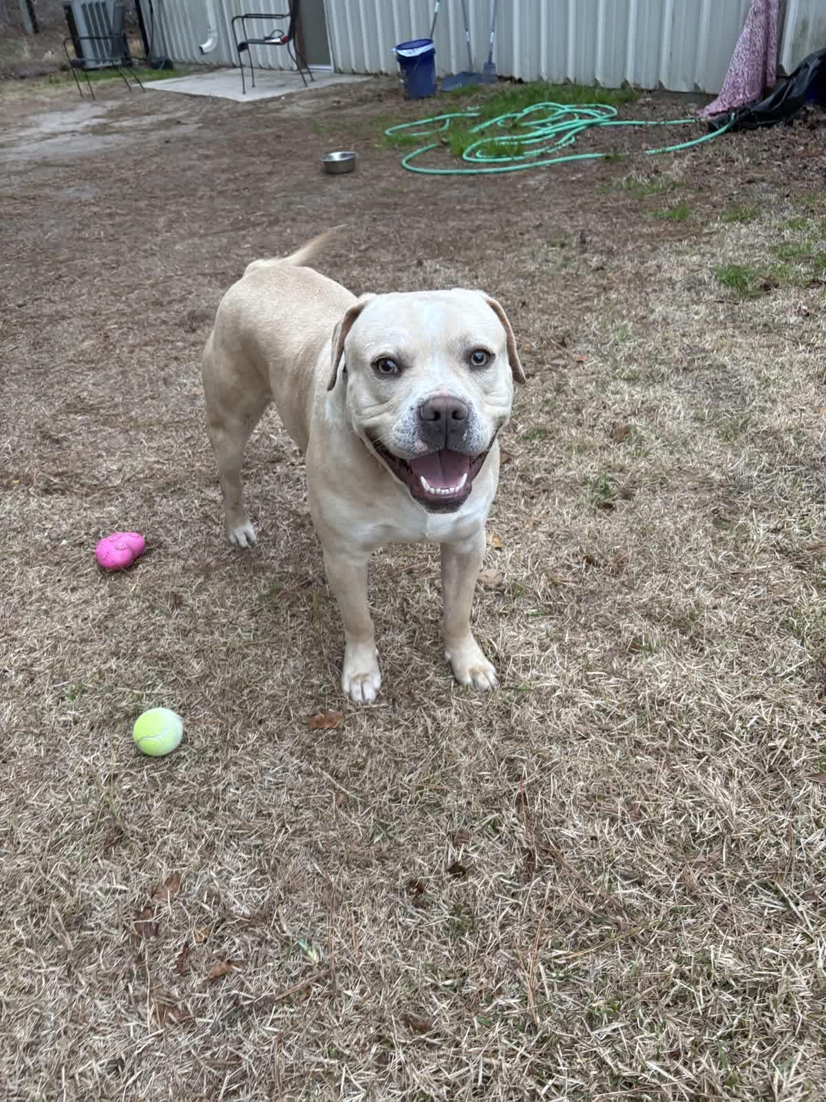 Enlarge Goose, an adopted mixed breed in North Augusta, SC image 3/5