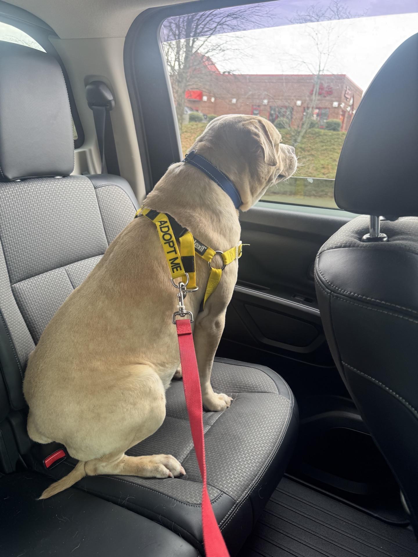 Enlarge Goose, an adopted mixed breed in North Augusta, SC image 5/5