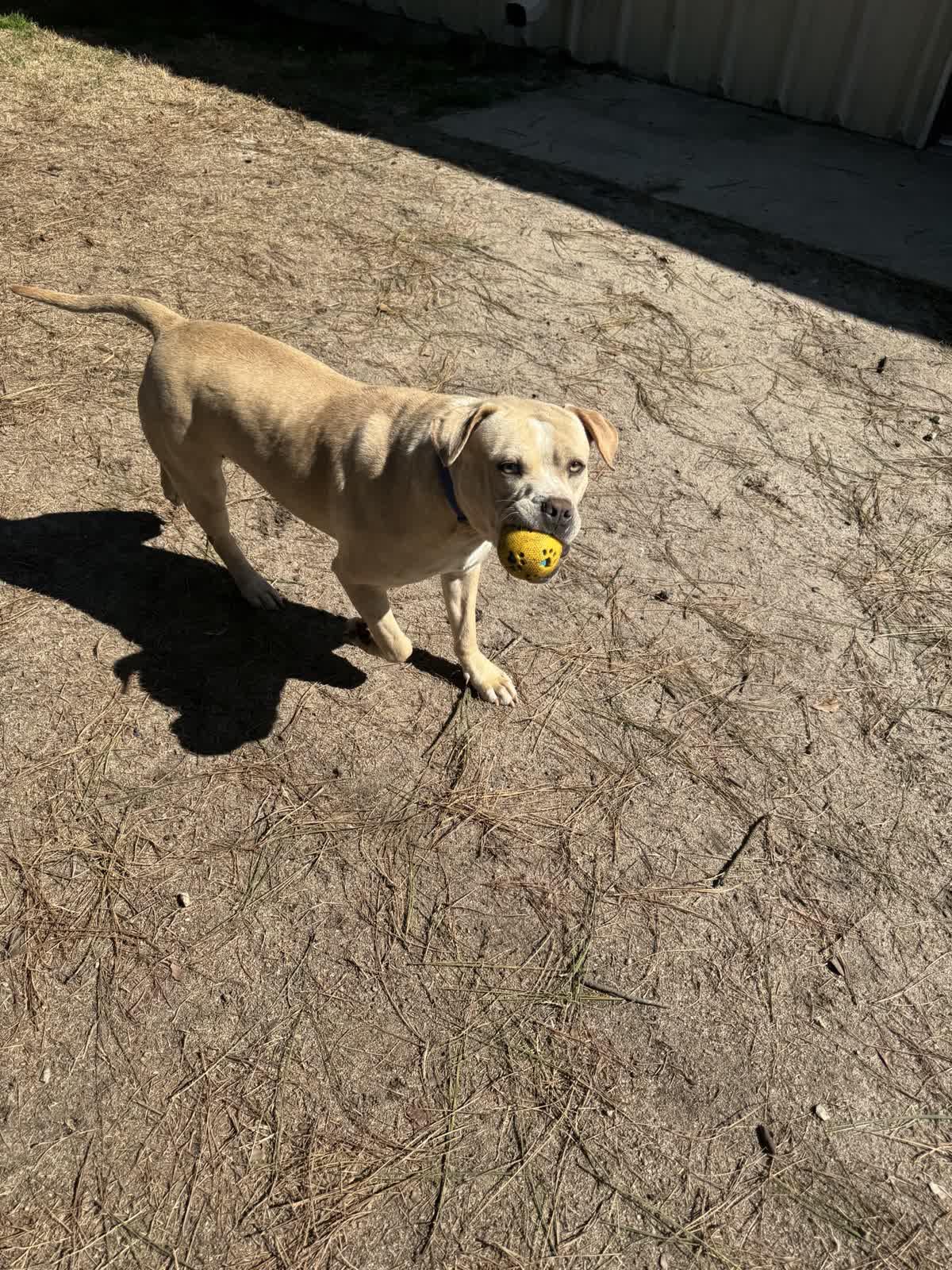 Enlarge Goose, an adopted mixed breed in North Augusta, SC image 4/5