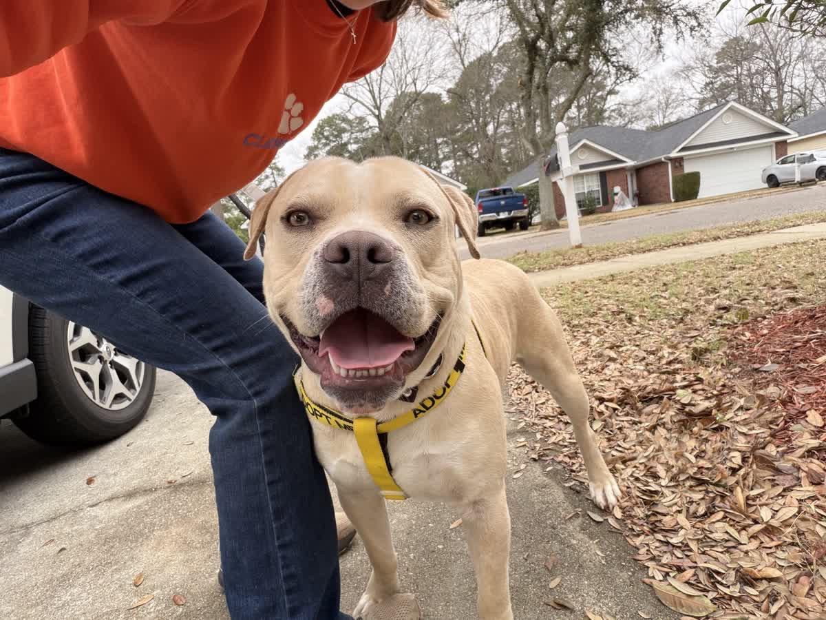 Enlarge Goose, an adopted mixed breed in North Augusta, SC image 2/5