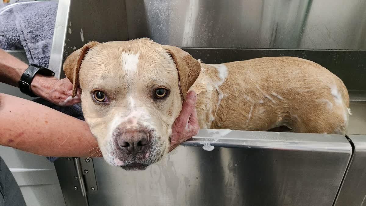 Goose, ADOPTABLE, Young Male Boxer.