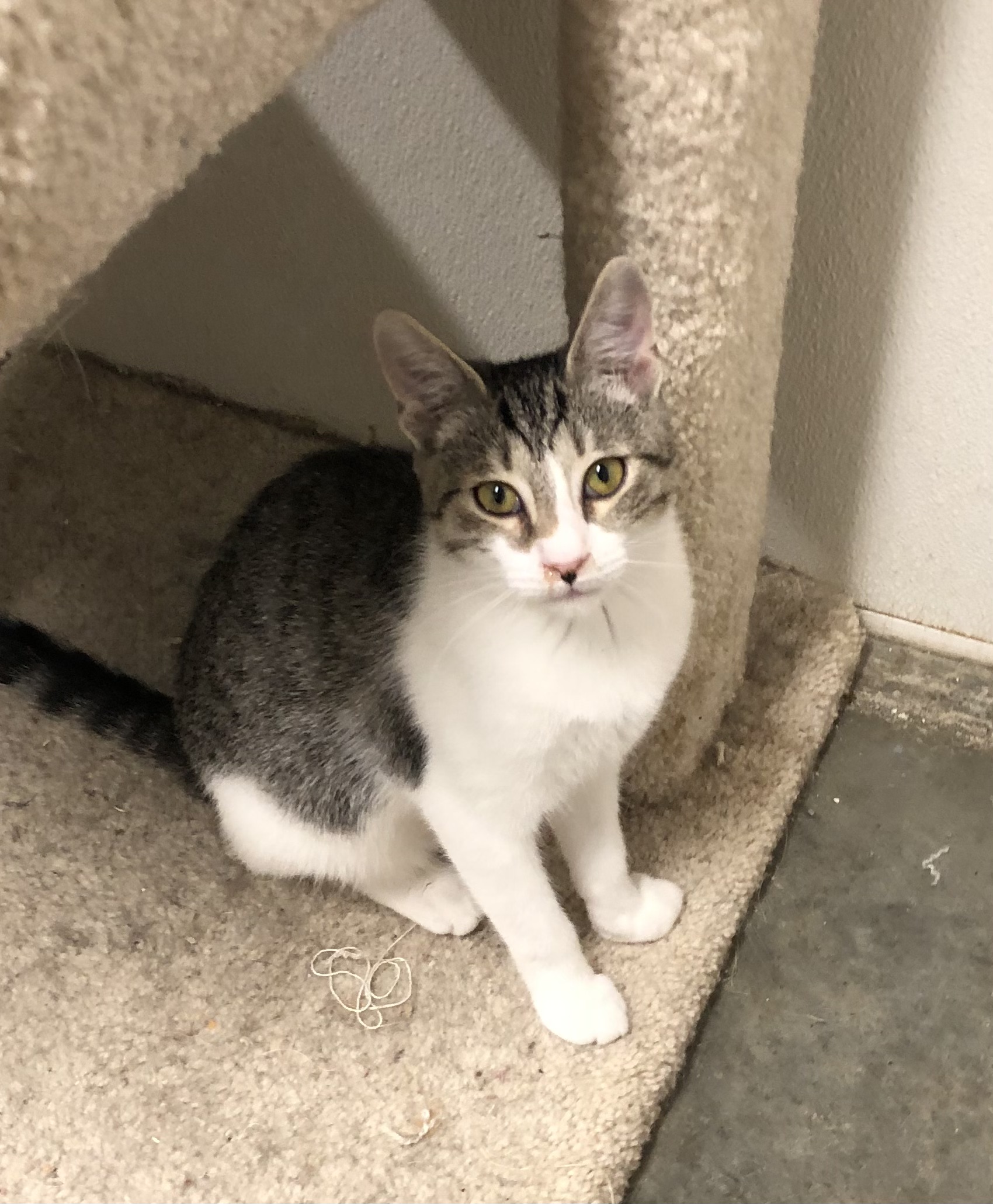 Enlarge Heidi, a Adoptable Domestic Short Hair in Hot Springs, AR image 1/1