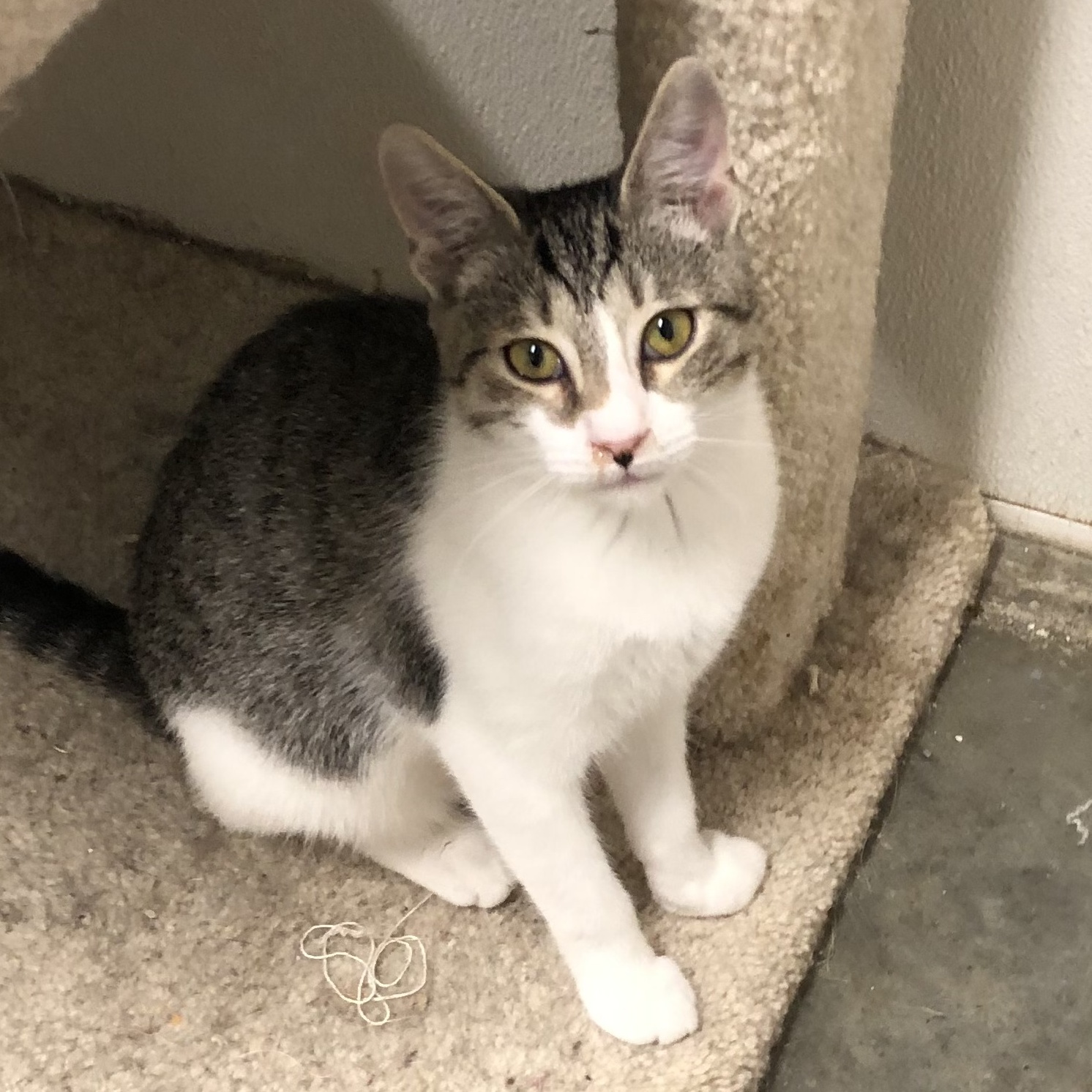 Enlarge Heidi, an adoptable Domestic Short Hair in Hot Springs, AR image 2/2