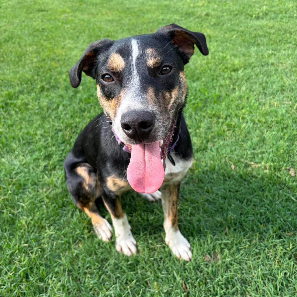 Enlarge Bramble, a Adoptable Mixed Breed in Jackson, MO image 1/6