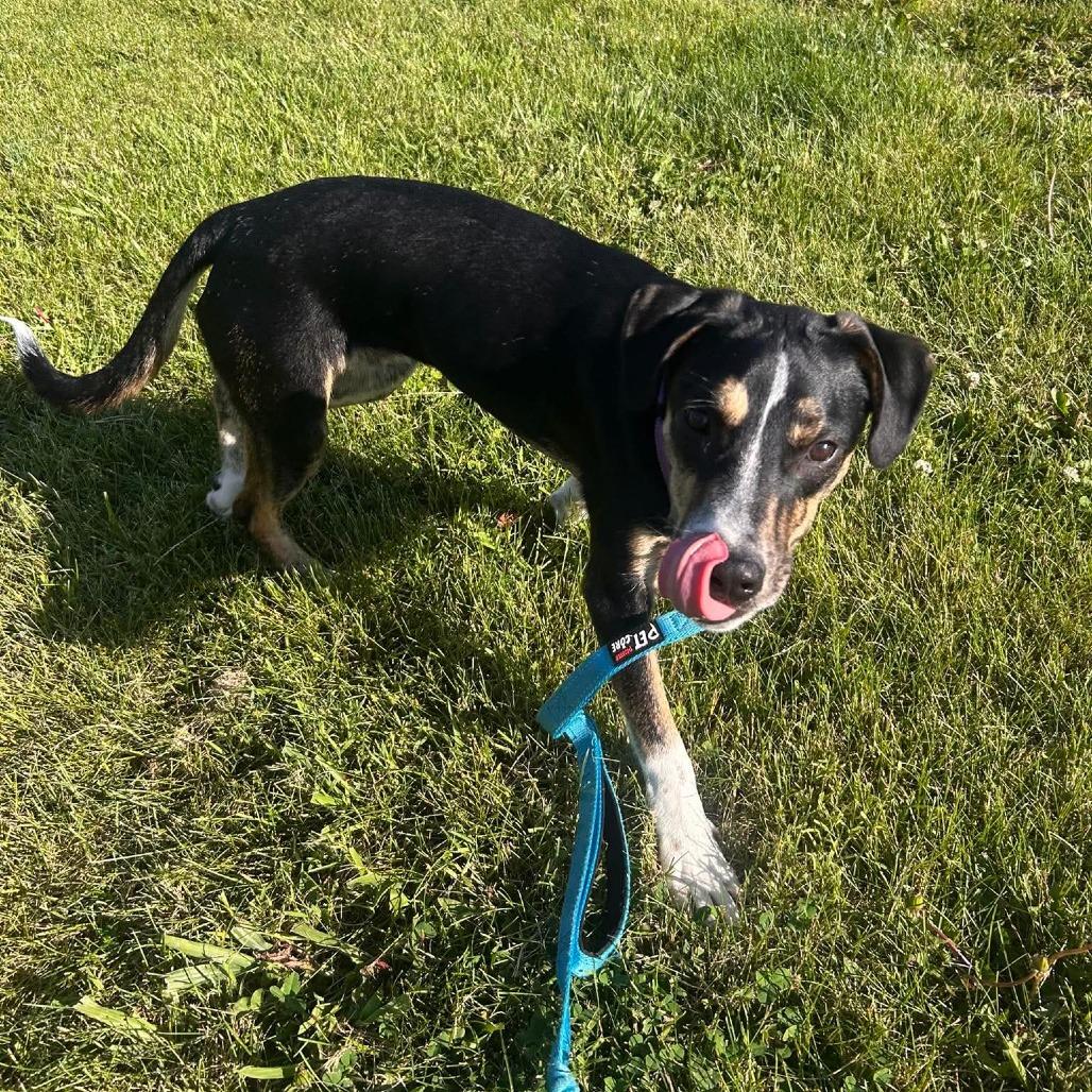 Bramble, Adoptable, Young Male Mixed Breed.
