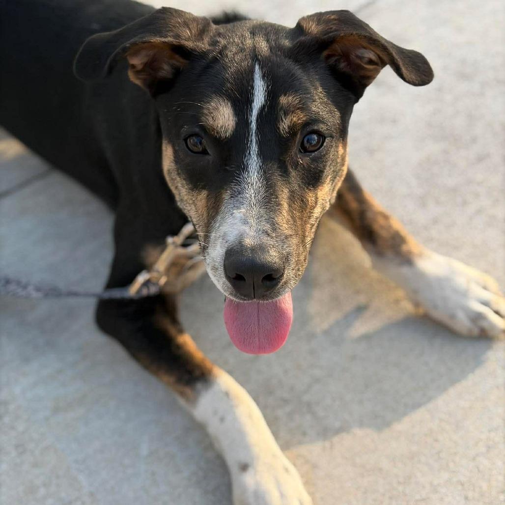 Enlarge Bramble, a Adoptable Mixed Breed in Jackson, MO image 1/6