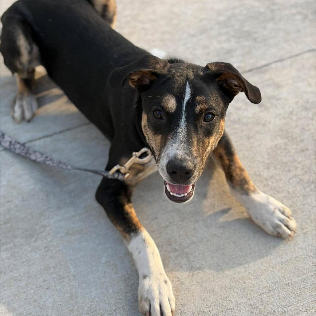 Enlarge Bramble, a Adoptable Mixed Breed in Jackson, MO image 2/6