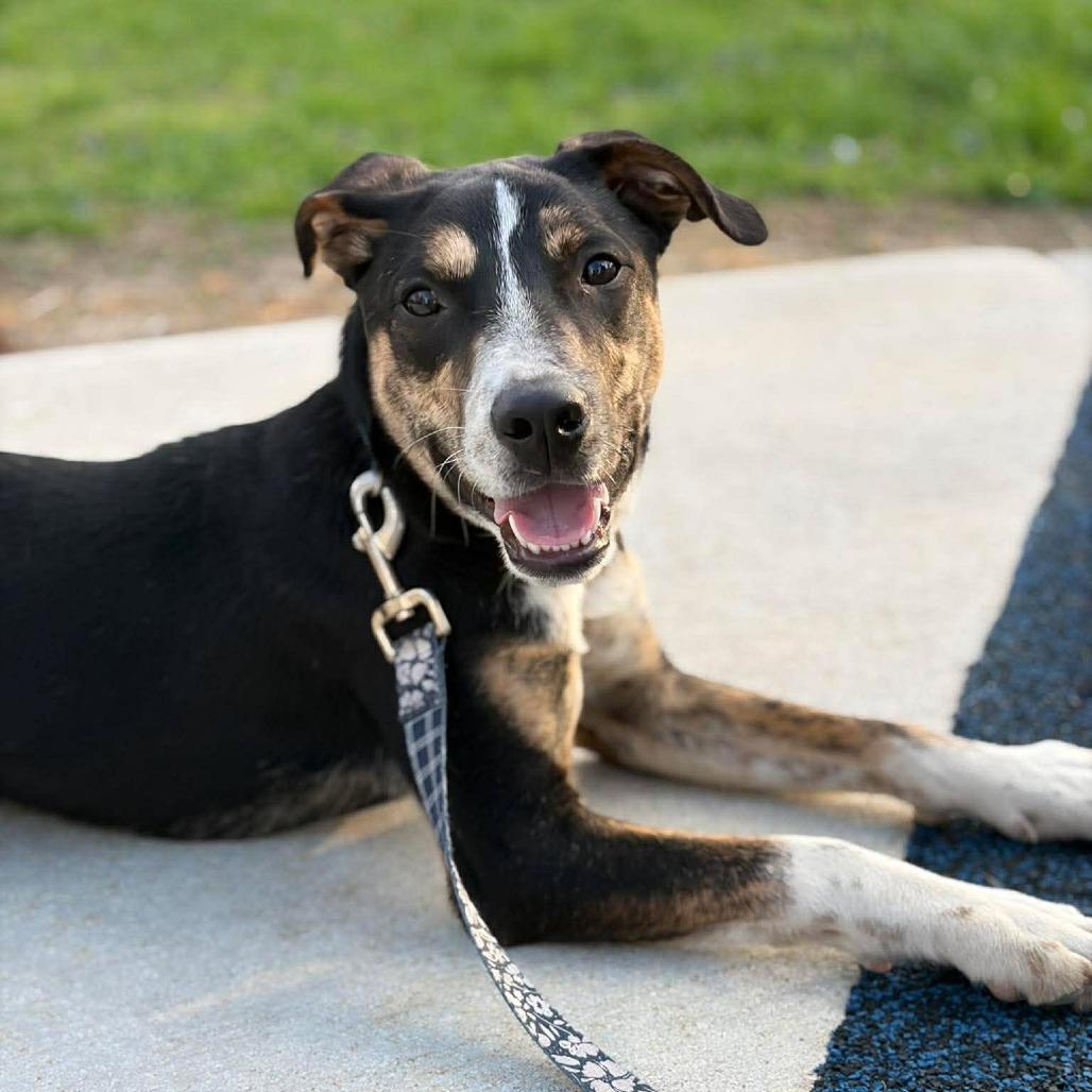Enlarge Bramble, a Adoptable Mixed Breed in Jackson, MO image 3/6