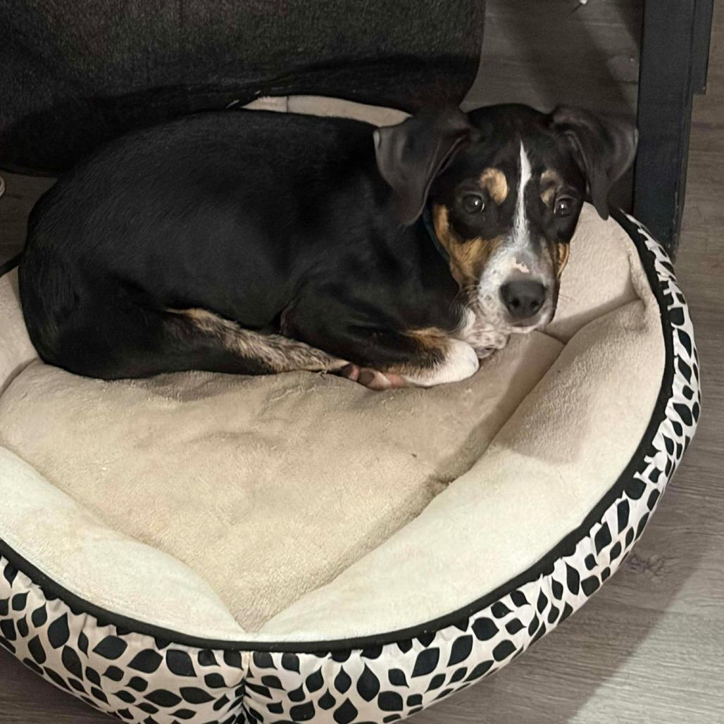 Enlarge Bramble, a Adoptable Mixed Breed in Jackson, MO image 2/3