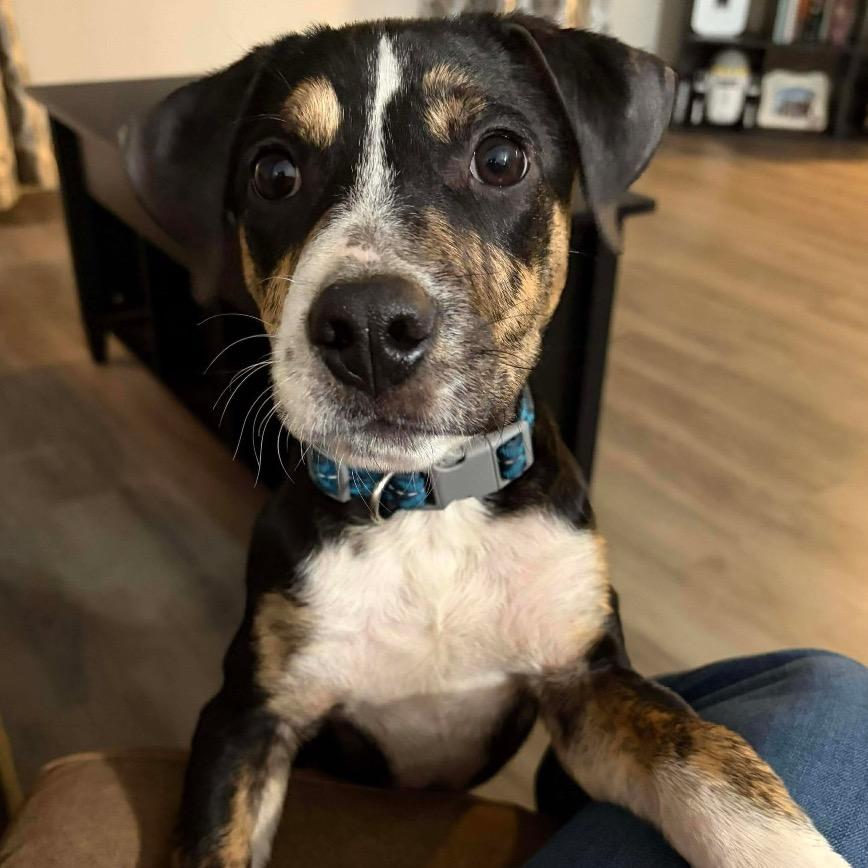 Enlarge Bramble, a Adoptable Mixed Breed in Jackson, MO image 3/3