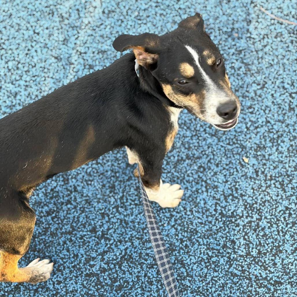 Enlarge Bramble, a Adoptable Mixed Breed in Jackson, MO image 6/6