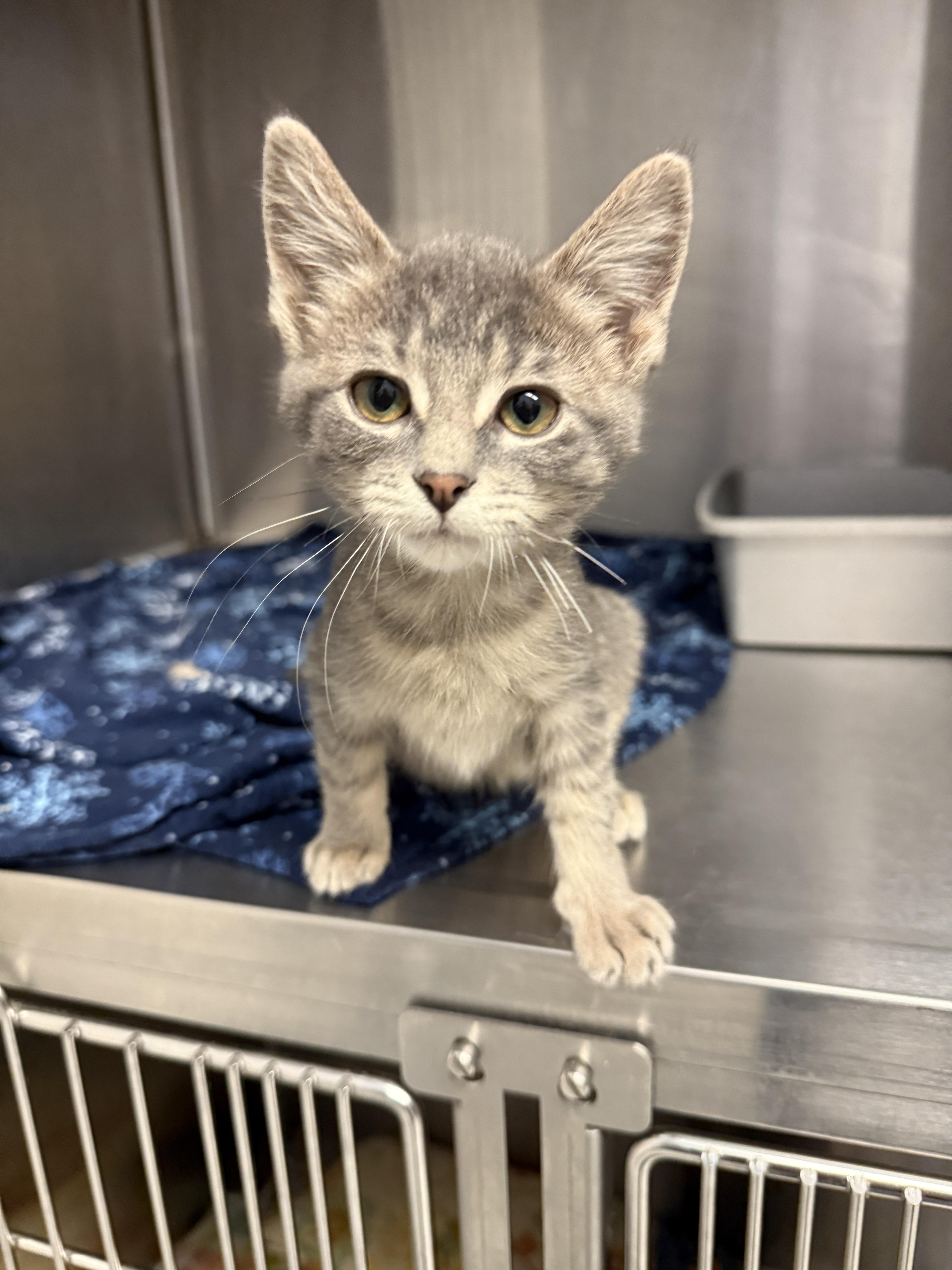 Enlarge Milo, a Adopted mixed breed in Grand Rapids, MI image 1/3