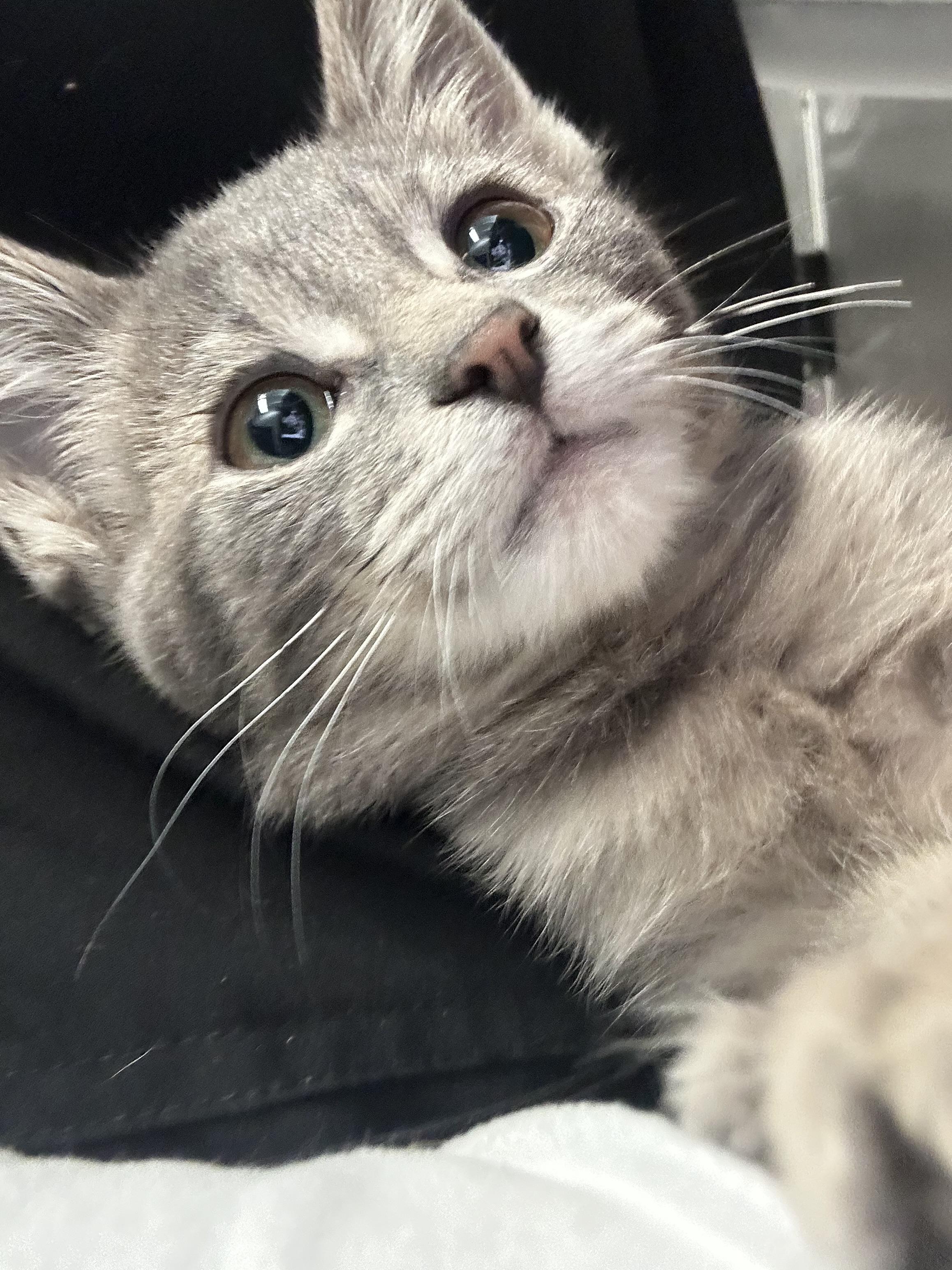 Enlarge Milo, a Adopted mixed breed in Grand Rapids, MI image 2/3