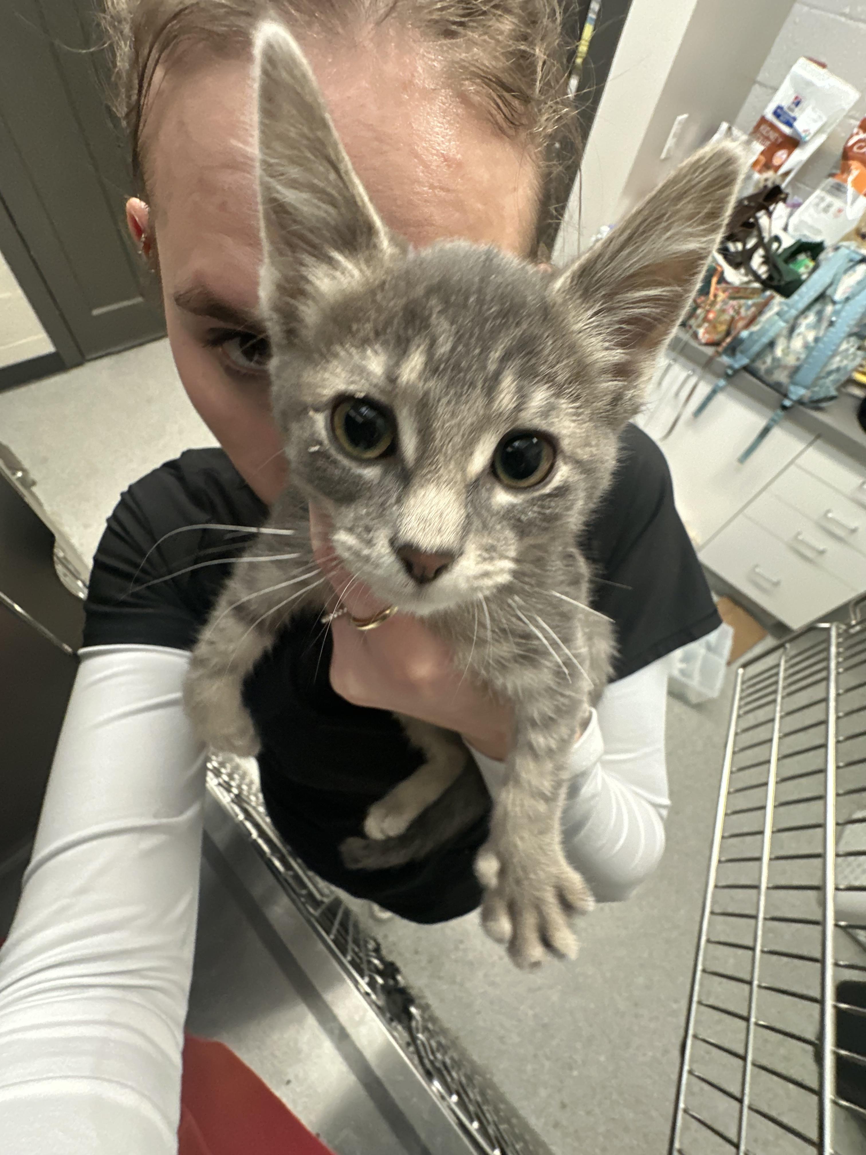 Enlarge Milo, a Adopted mixed breed in Grand Rapids, MI image 3/3