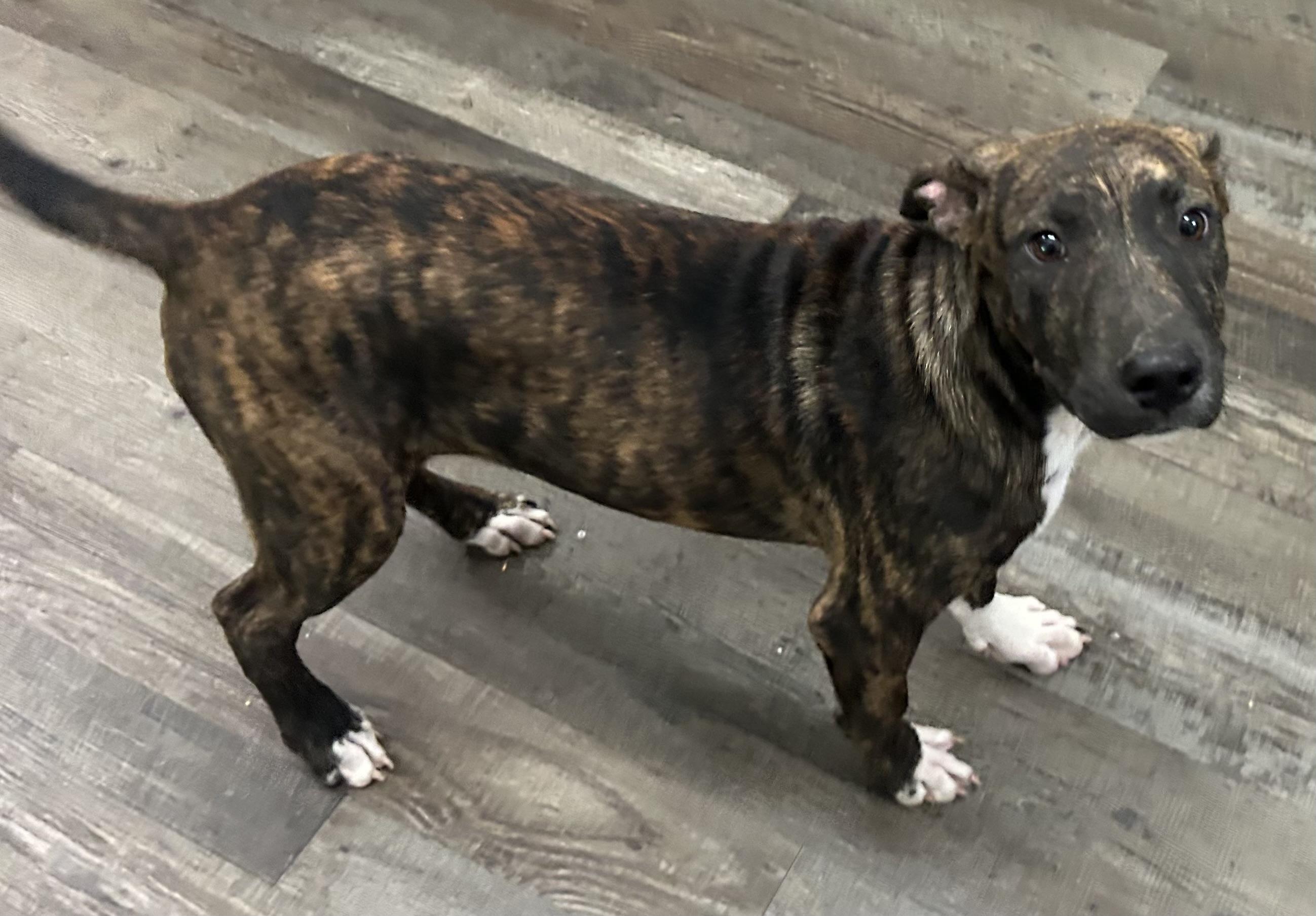 Frasier, Adoptable, Young Male Mixed Breed.