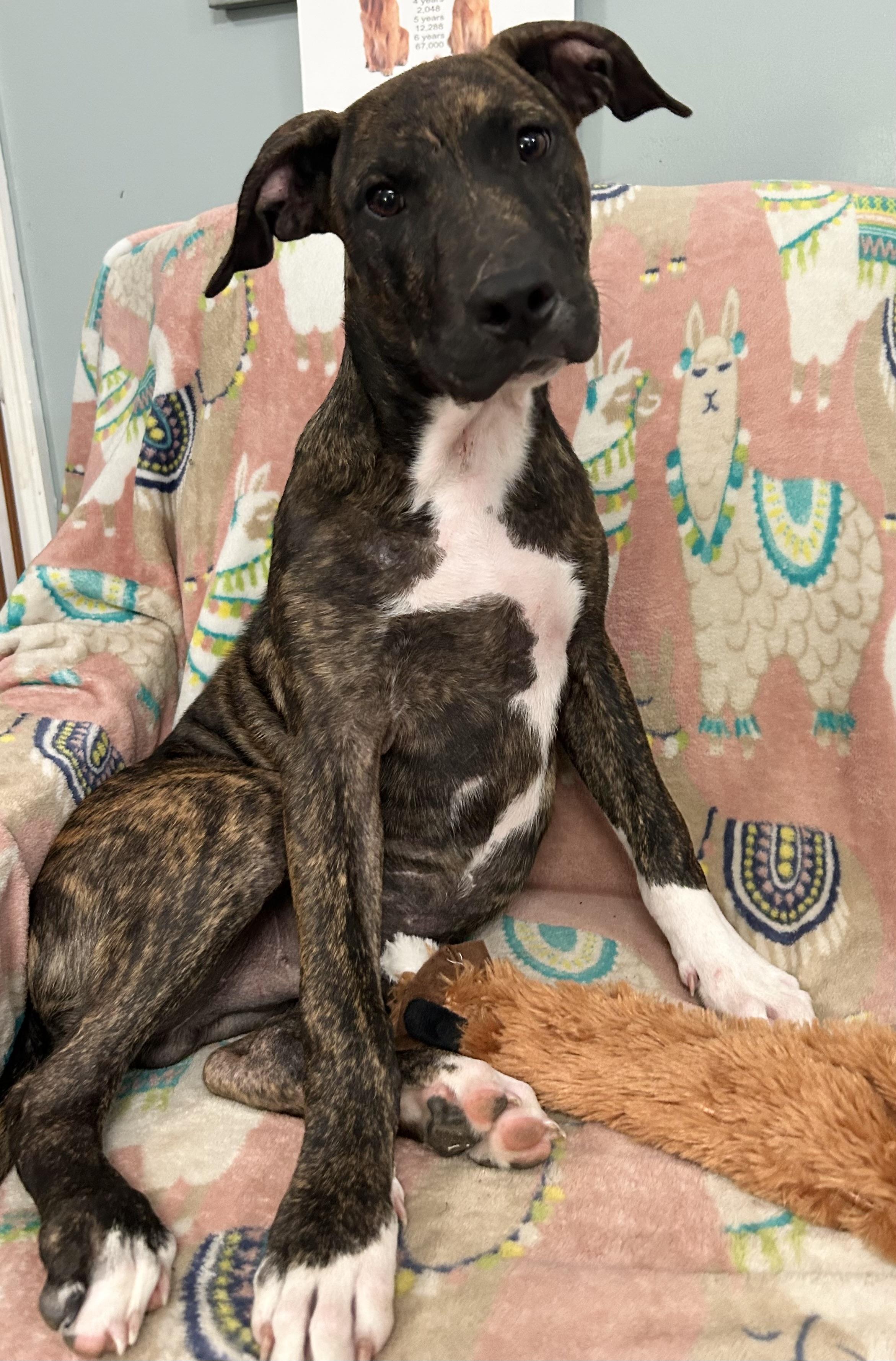 Enlarge Frasier, a Adoptable Mixed Breed in Sequatchie, TN image 2/5