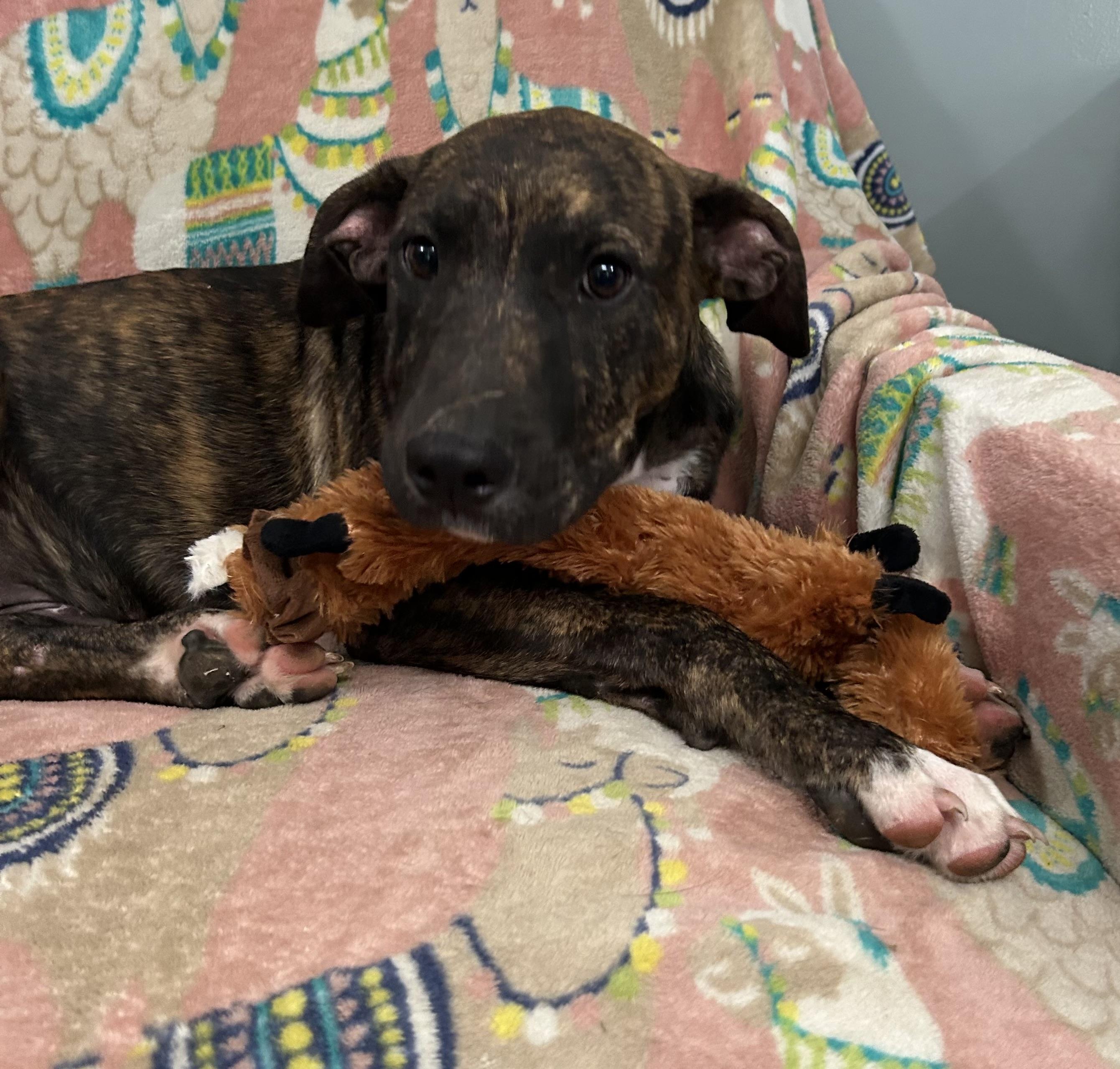 Enlarge Frasier, a Adoptable Mixed Breed in Sequatchie, TN image 3/5