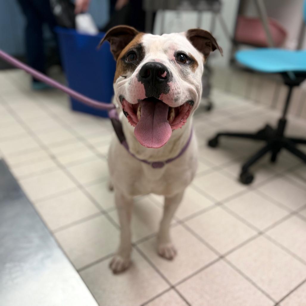 Catfish, Adoptable, Adult Male Mixed Breed.