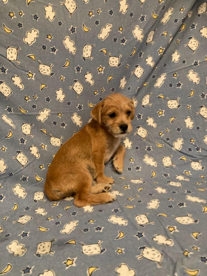 Enlarge Arlo, a Adopted mixed breed in Bakersfield, CA image 1/1
