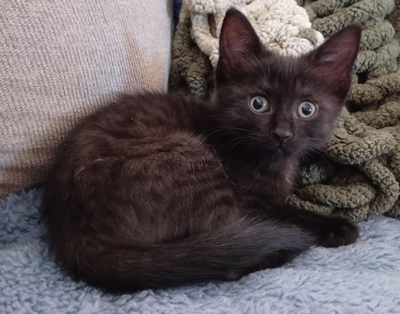 Robin (foster kitten), Adopted, Kitten Female Domestic Short Hair.