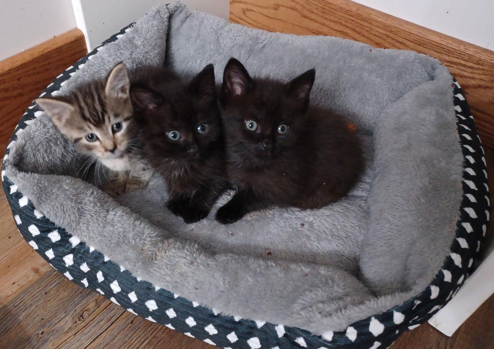Enlarge Robin (foster kitten), a Adopted Domestic Short Hair in Gettysburg, PA image 2/3