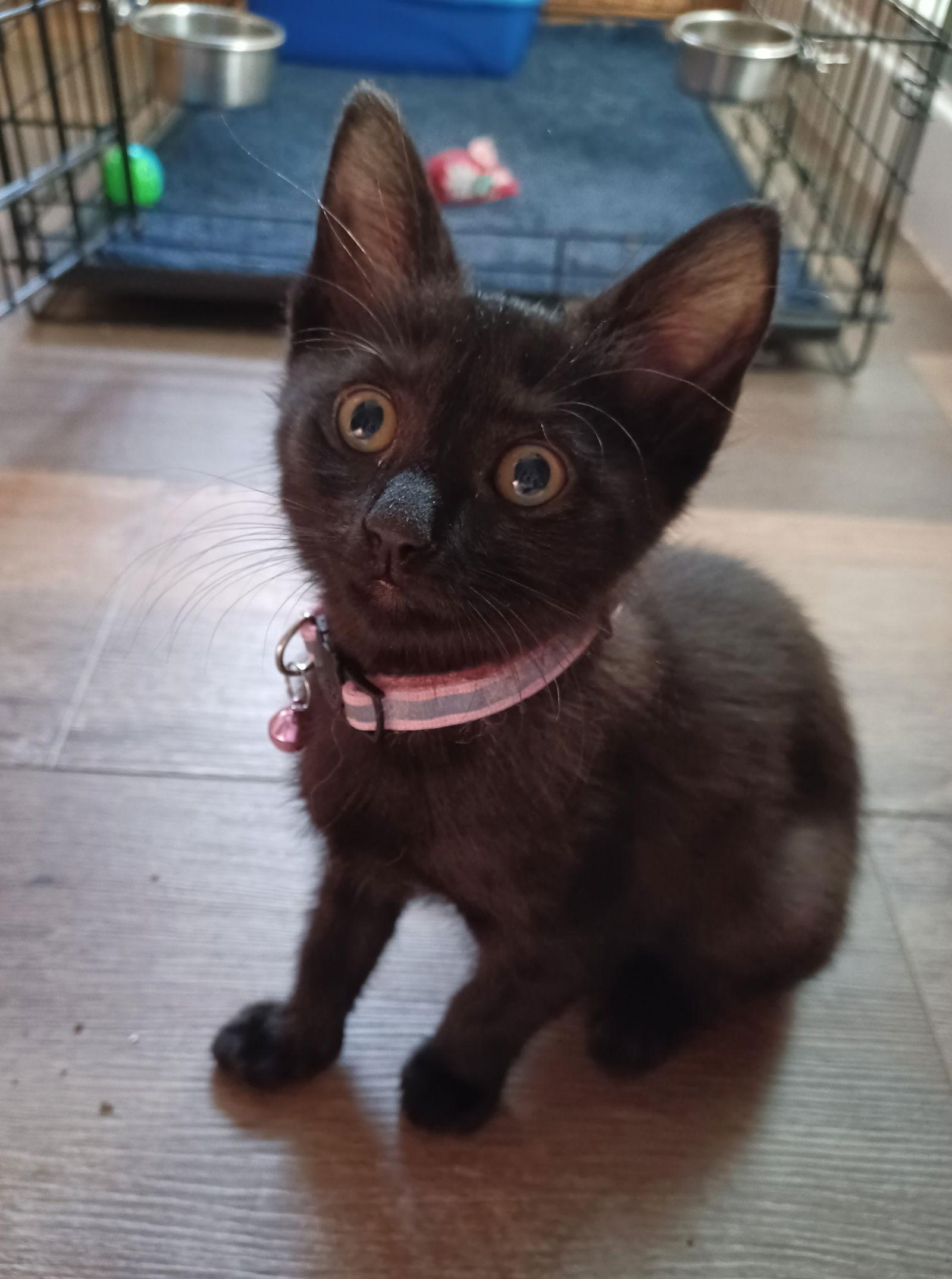 Enlarge Robin (foster kitten), a Adopted Domestic Short Hair in Gettysburg, PA image 3/3