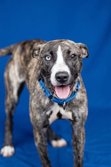 ASTRID, Adoptable, Young Female Whippet & Siberian Husky.