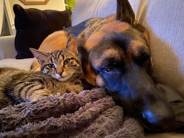 Poptart 2, Adoptable, Adult Male Domestic Short Hair.