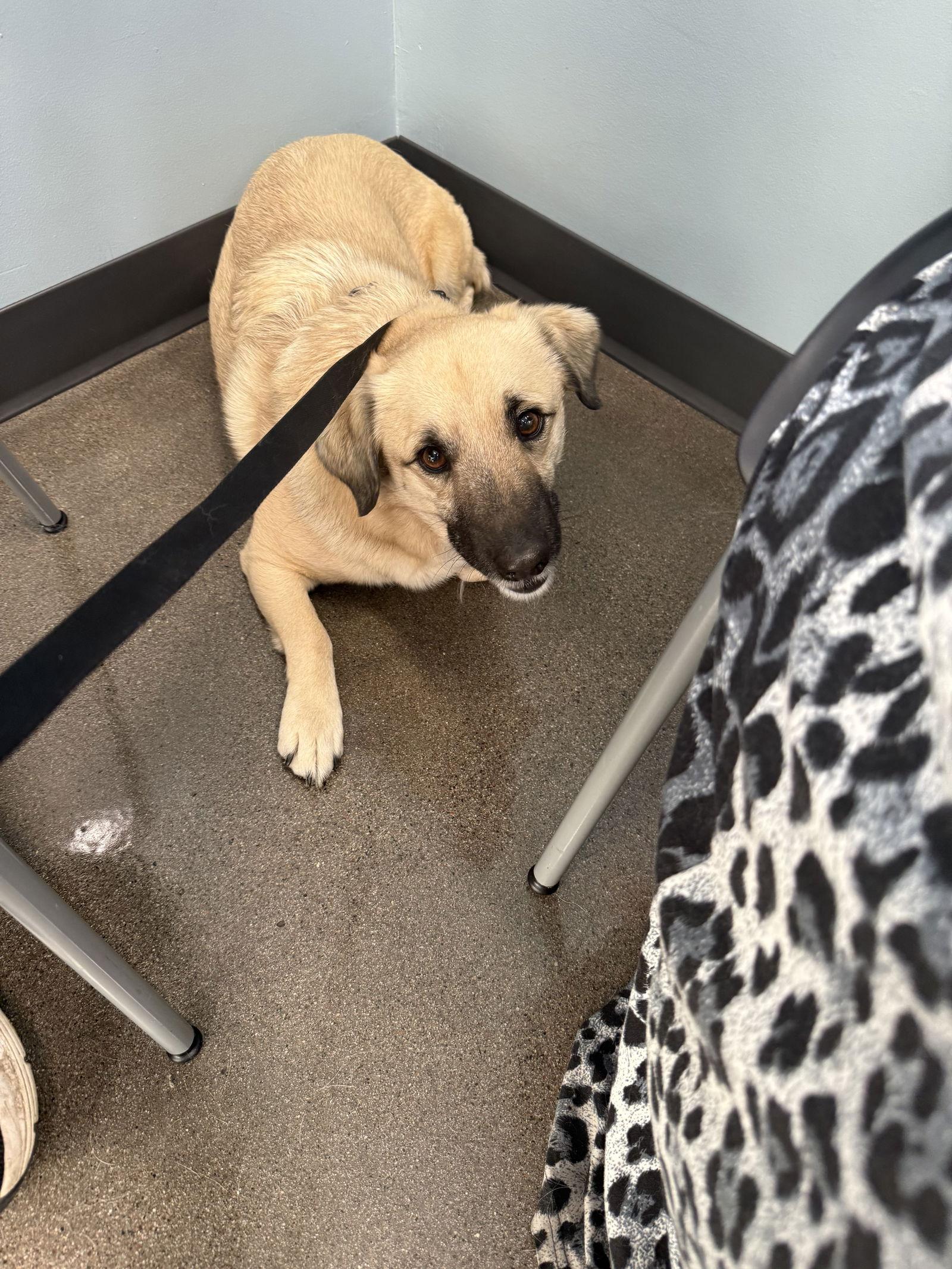 Enlarge Bailey and Teddy, a Adoptable mixed breed in Glendale, AZ image 1/3