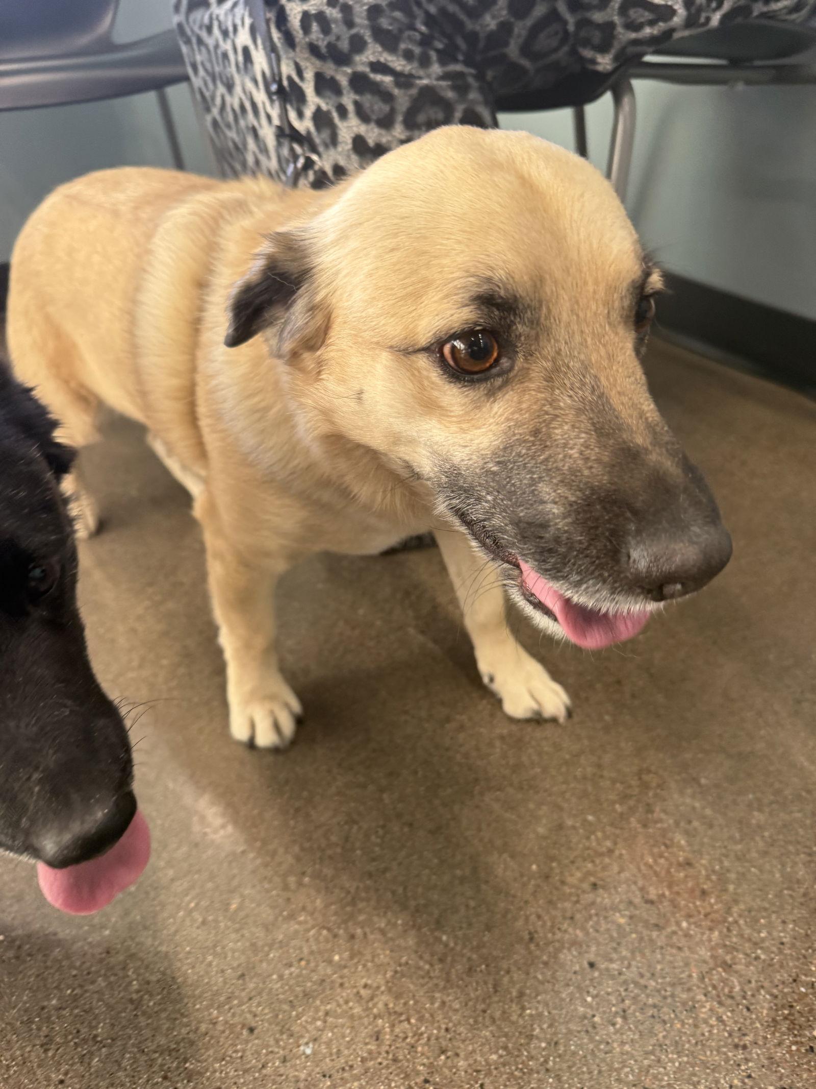 Enlarge Bailey and Teddy, a Adoptable mixed breed in Glendale, AZ image 2/3