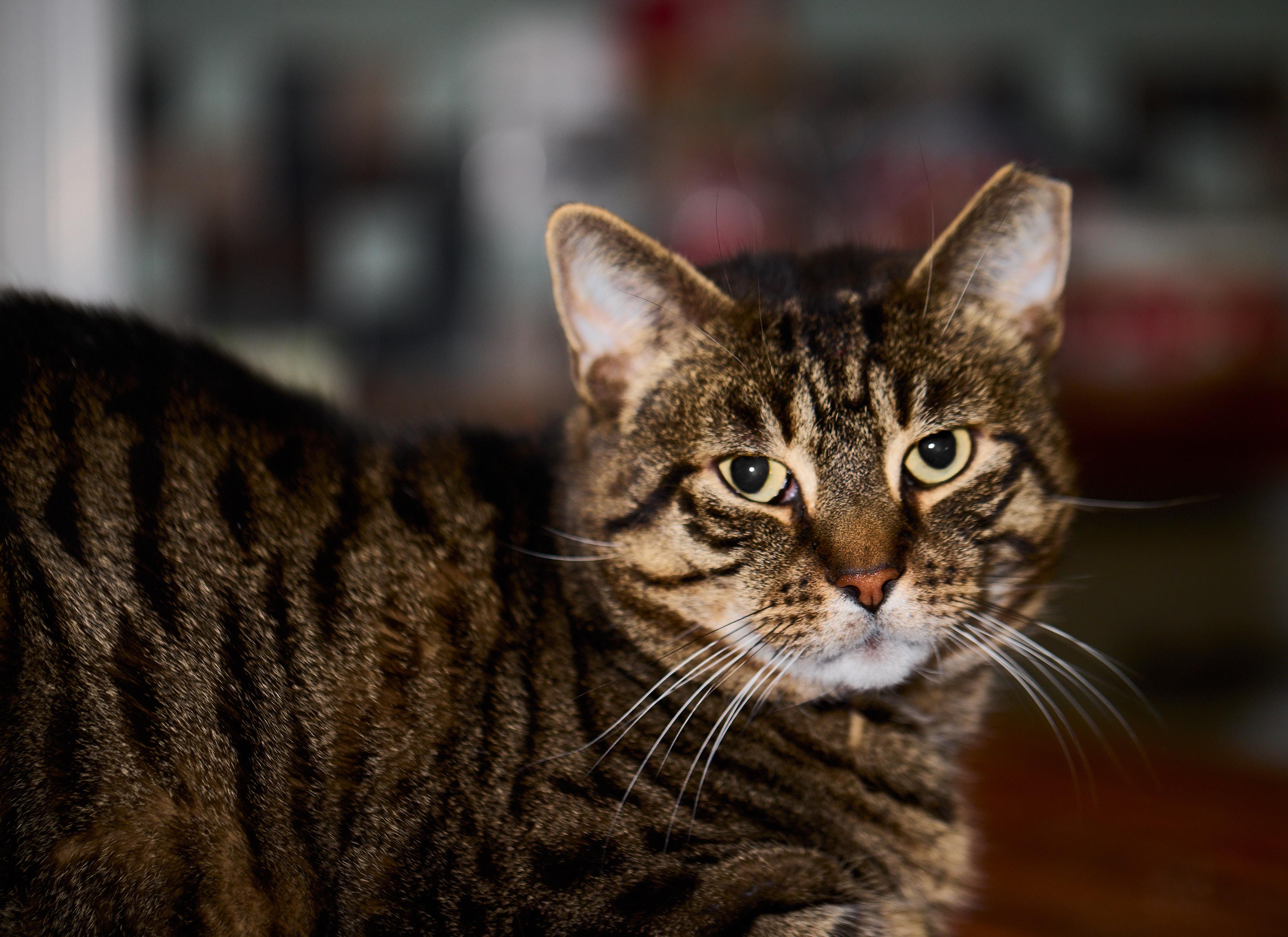 Bronny, the big, sweet gentleman!, Adoptable, Adult Male Domestic Short Hair.