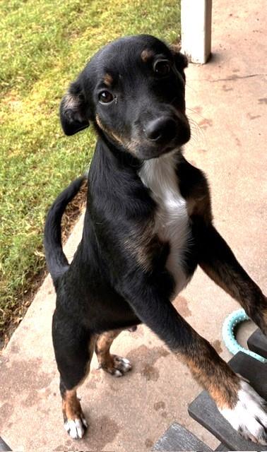 Enlarge BOONE, a Adoptable mixed breed in fort worth, TX image 2/6
