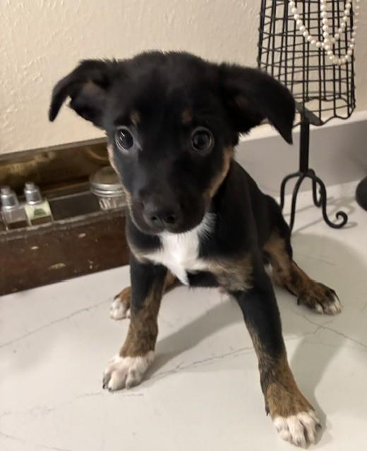 Enlarge BOONE, a Adoptable mixed breed in fort worth, TX image 3/6