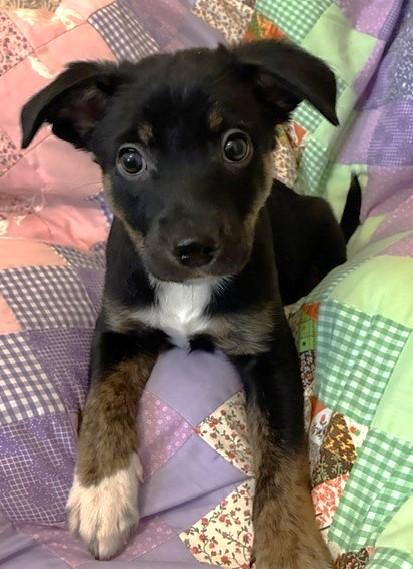 Enlarge BOONE, a Adoptable mixed breed in fort worth, TX image 5/6