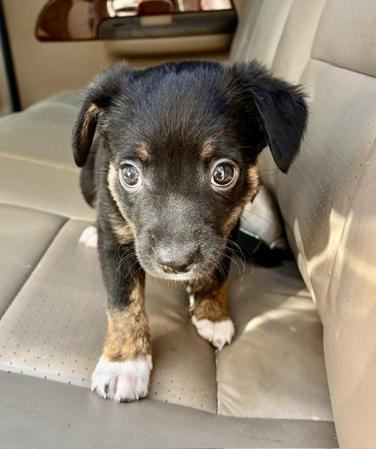 Enlarge BOONE, a Adoptable mixed breed in fort worth, TX image 4/6