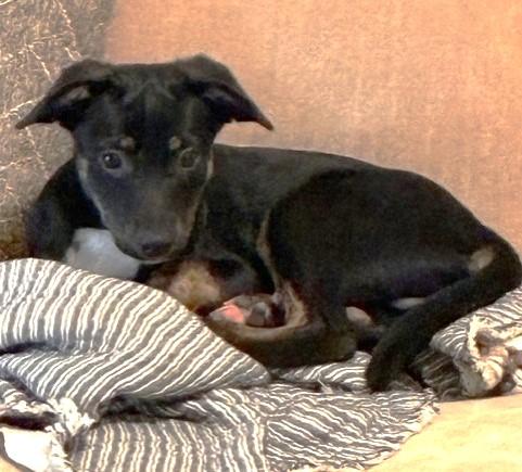 Enlarge BOONE, a Adoptable mixed breed in fort worth, TX image 1/6
