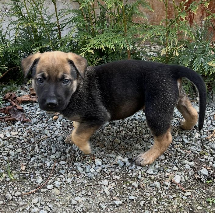 Enlarge Johnny, an adoptable mixed breed in Silvana, WA image 3/6