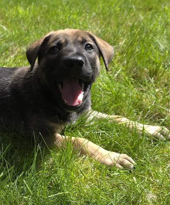 Enlarge Johnny, an adoptable mixed breed in Silvana, WA image 4/6