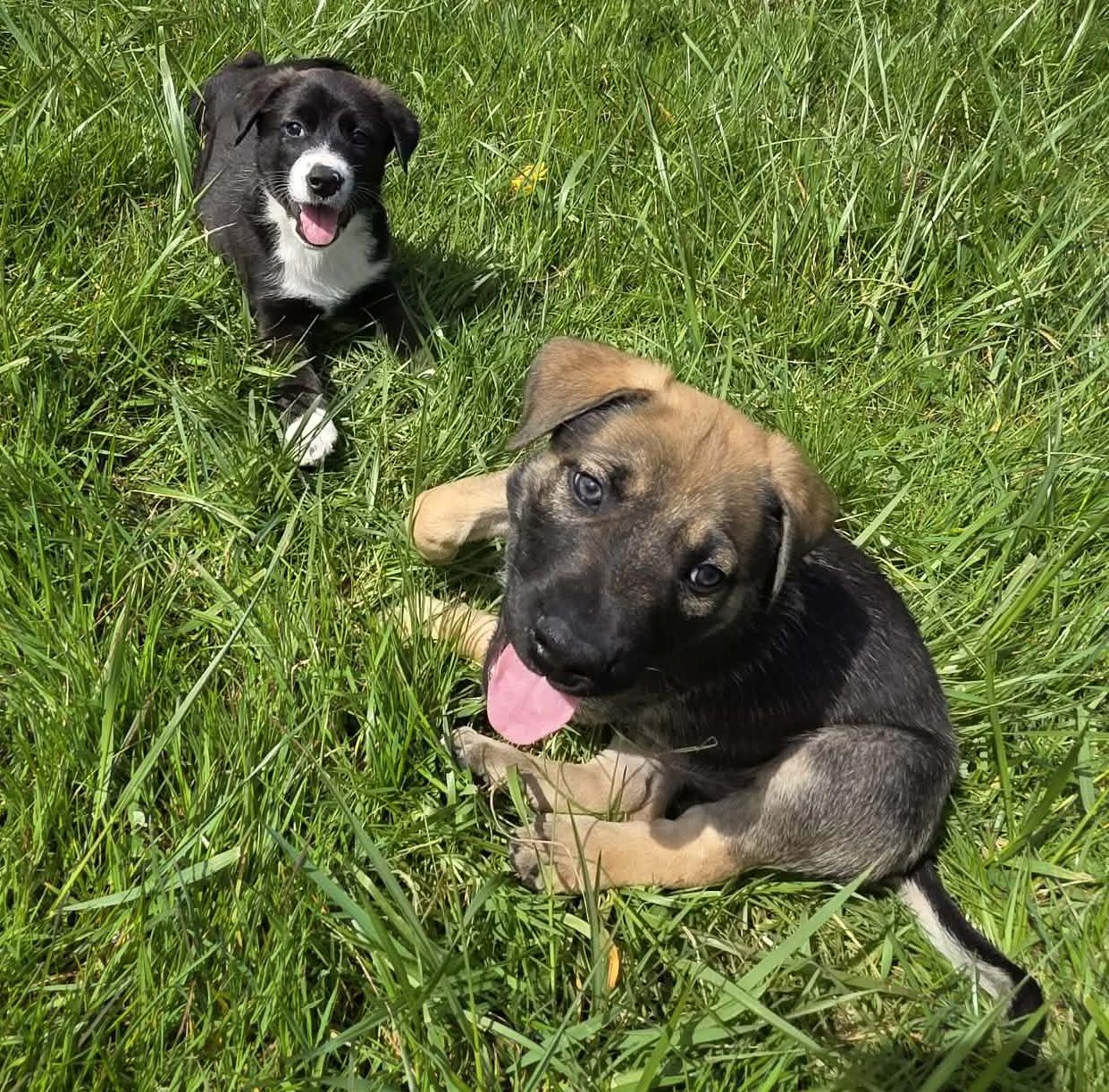 Enlarge Johnny, an adoptable mixed breed in Silvana, WA image 2/6