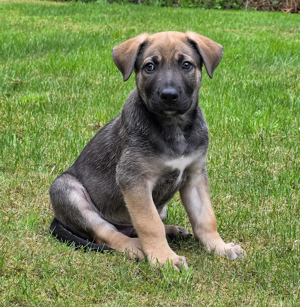 Enlarge Johnny, an adoptable mixed breed in Silvana, WA image 1/6