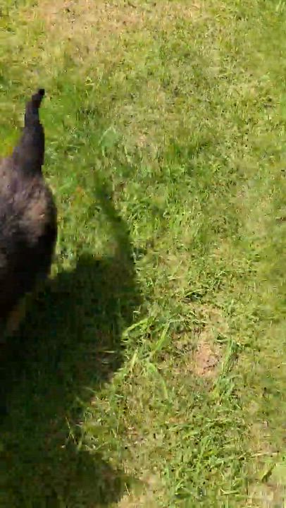 Enlarge Johnny, an adoptable mixed breed in Silvana, WA video 6/6