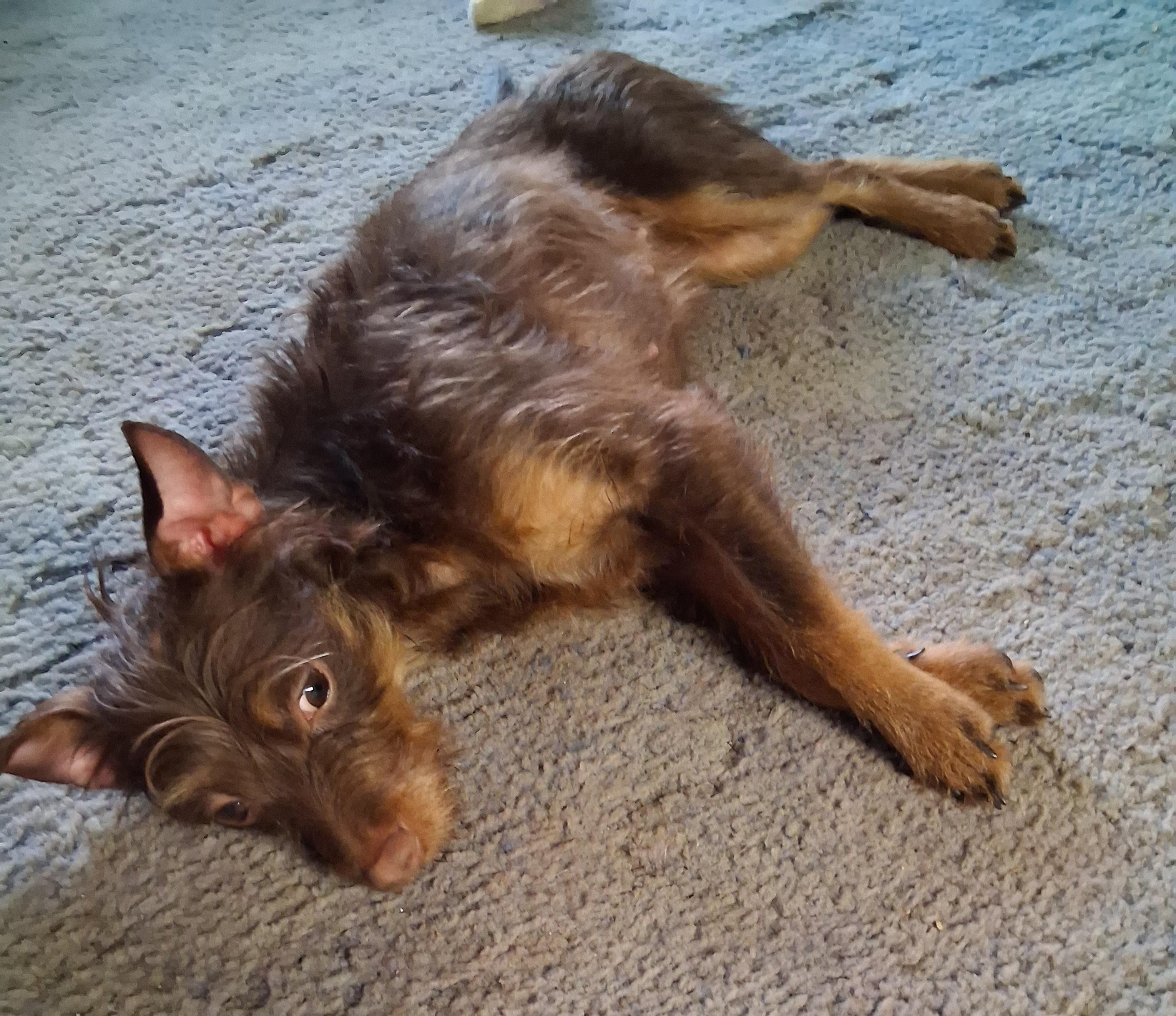 Enlarge Azulla, a ADOPTABLE mixed breed in Fulton, NY image 2/2