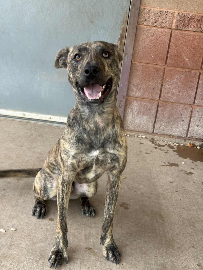 Enlarge Riot, a ADOPTABLE Mixed Breed in Hurricane, UT image 1/3