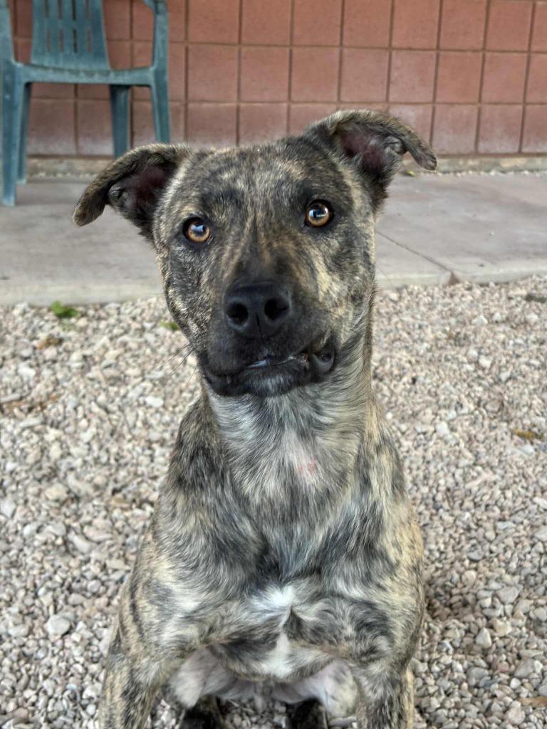 Enlarge Riot, a ADOPTABLE Mixed Breed in Hurricane, UT image 2/3
