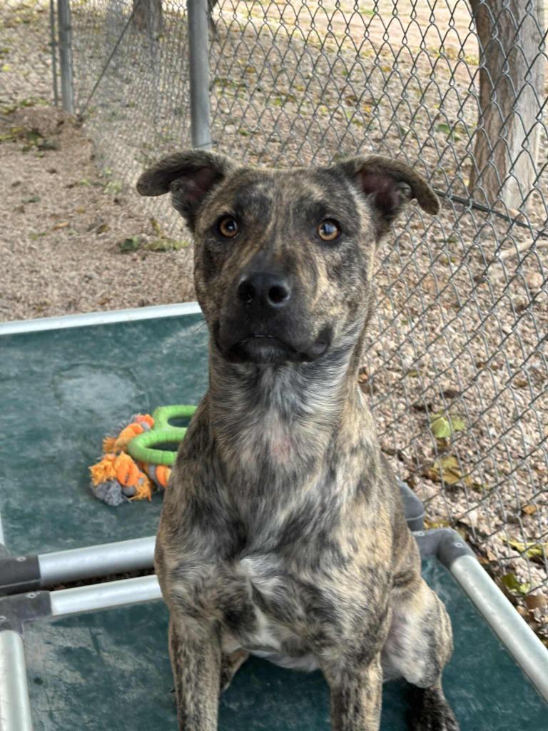 Enlarge Riot, a ADOPTABLE Mixed Breed in Hurricane, UT image 3/3
