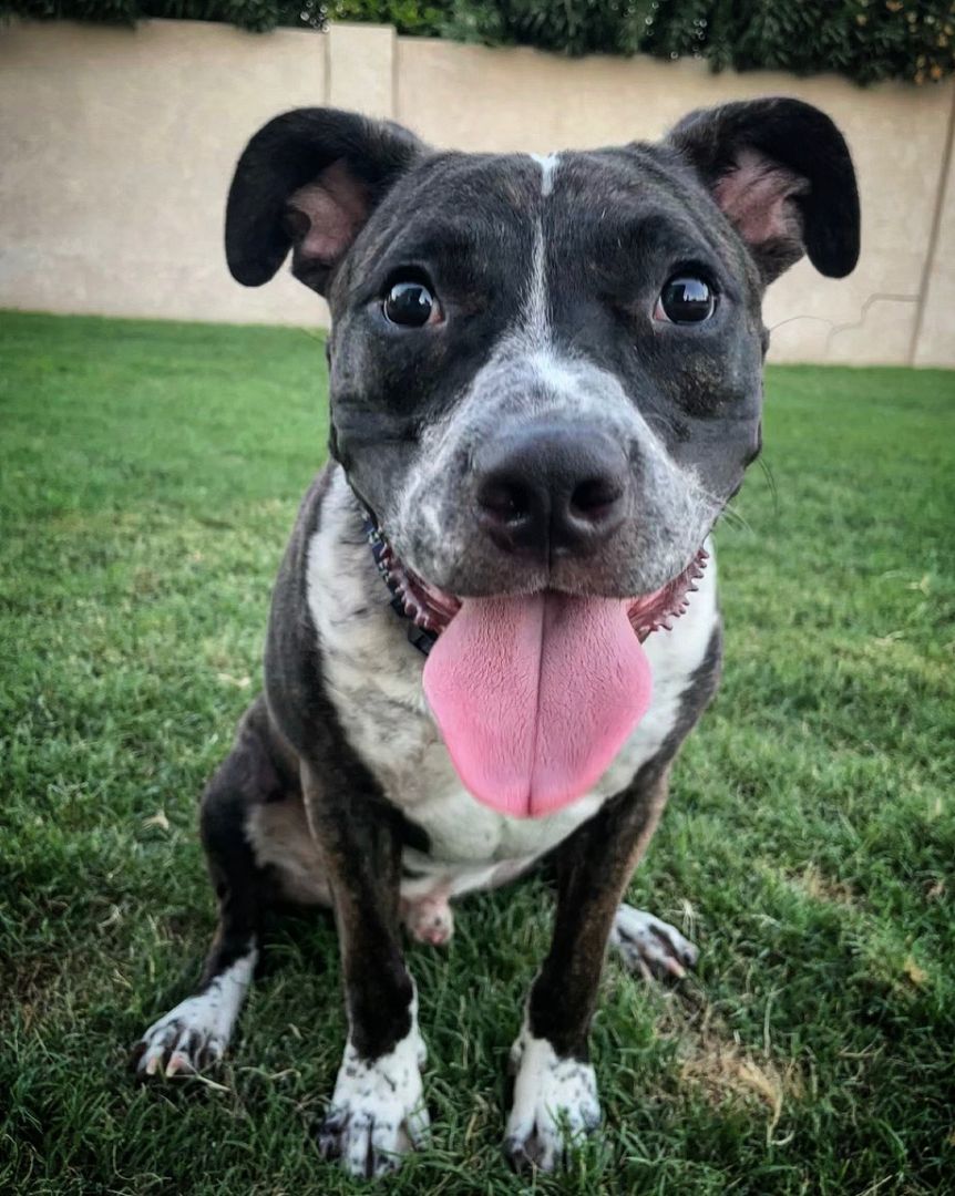 Enlarge Sonny, a Adopted mixed breed in Scottsdale, AZ image 1/8