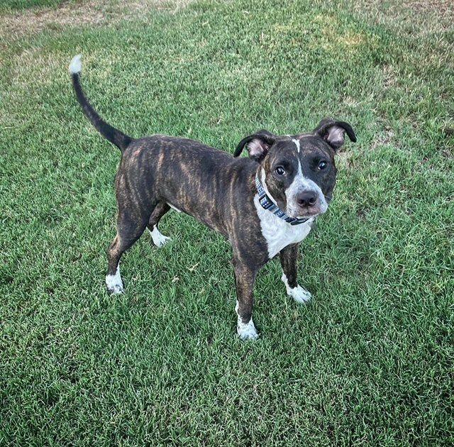 Sonny, Adopted, Young Male Pit Bull Terrier & Cattle Dog.
