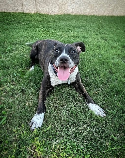 Enlarge Sonny, a Adopted mixed breed in Scottsdale, AZ image 4/8